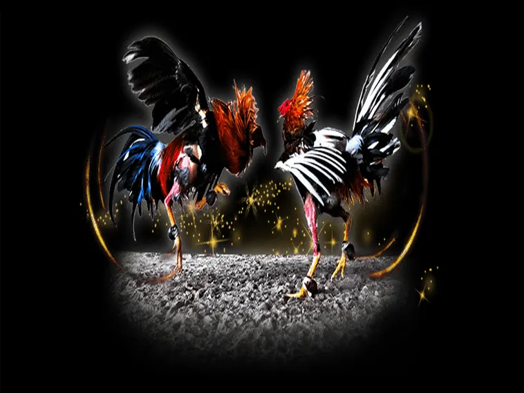 Chinh Phục Đấu Trường Đá Gà Sabong J88 Với Mẹo Cược Đỉnh Cao 1 Chinh Phục Đấu Trường Đá Gà Sabong J88 Với Mẹo Cược Đỉnh Cao